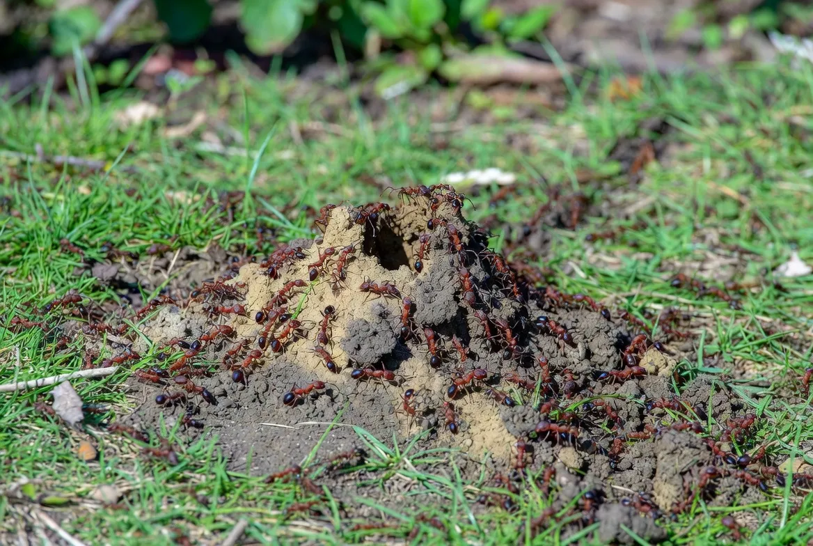 Fire ant mound treatment in Huntsville Alabama yard