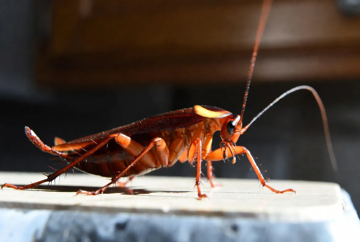 Cockroach pest control in North Alabama