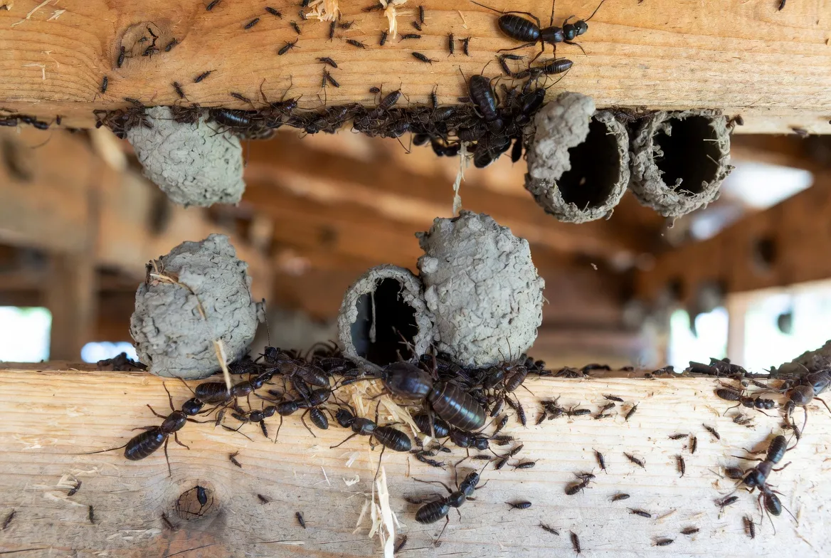 Termite infestation in North Alabama home