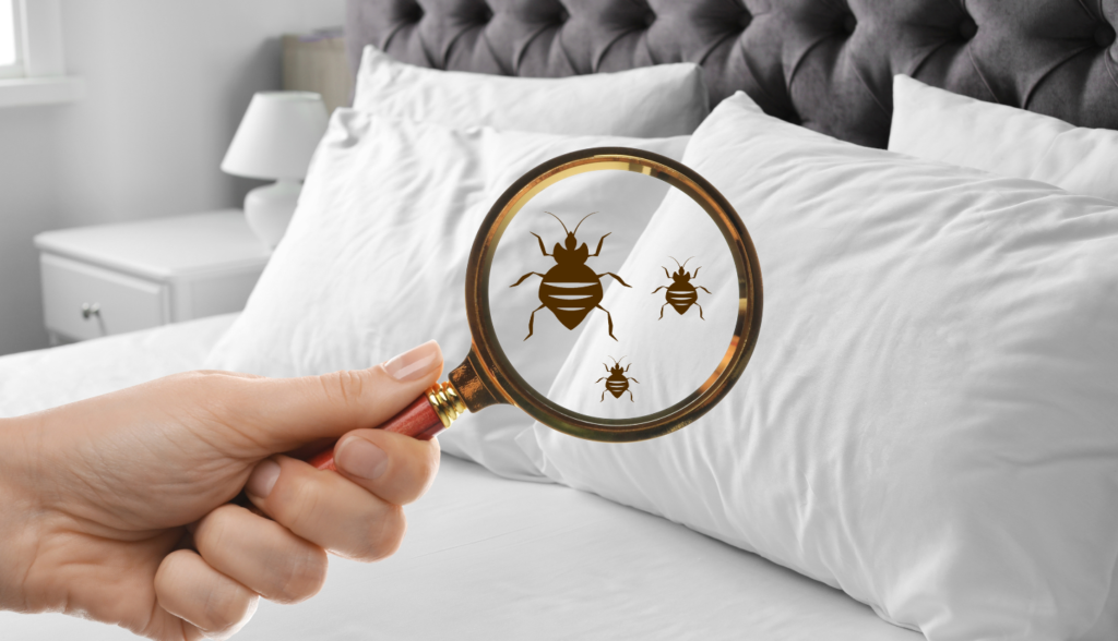 bed bugs
