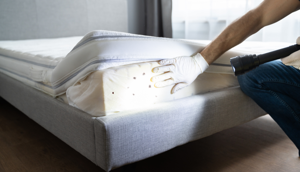 person lifting mattress infested with bed bugs