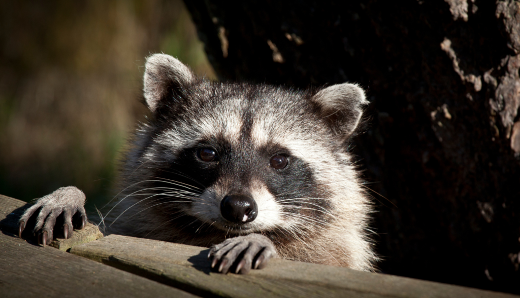 racoon