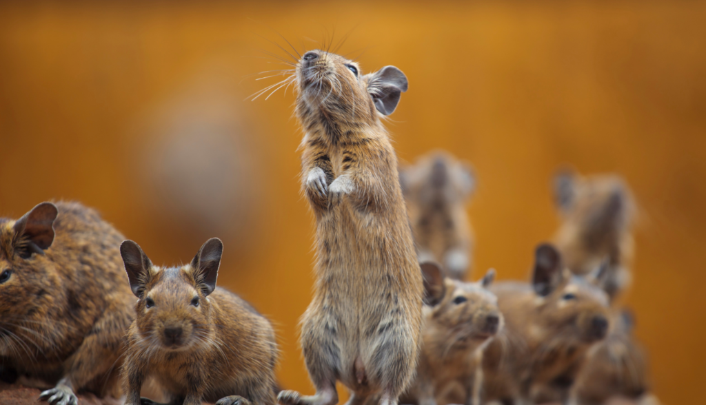 rodent control