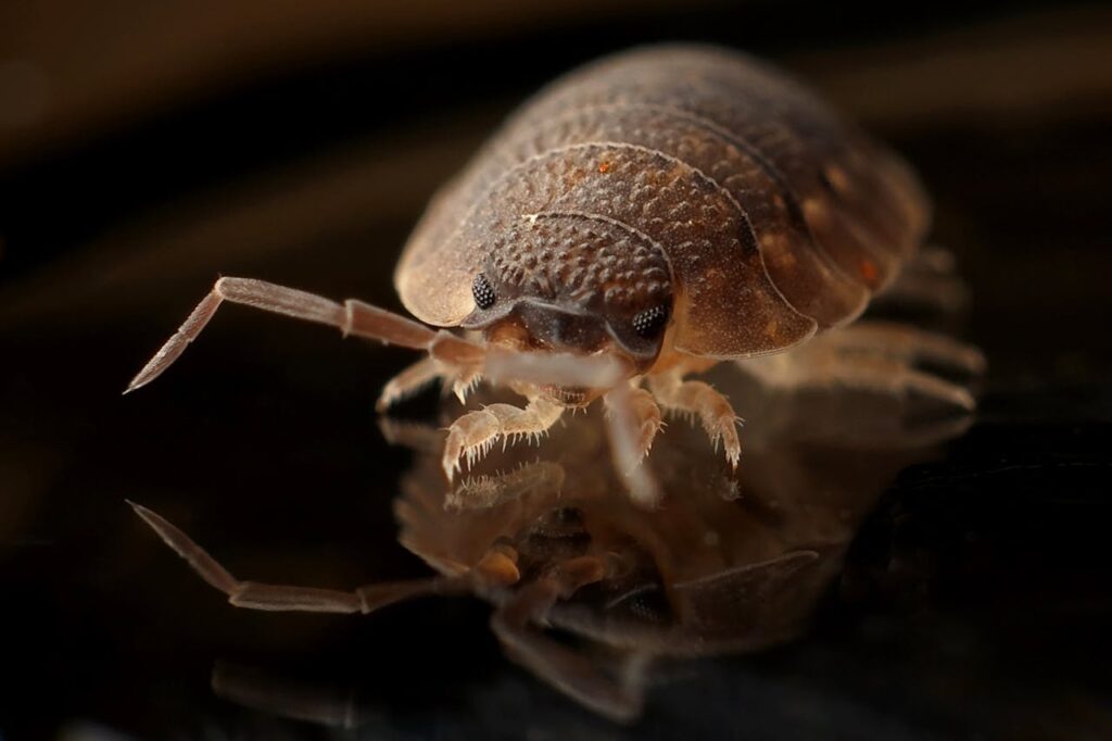 armadillo-worm-bug-insect-35804.jpg