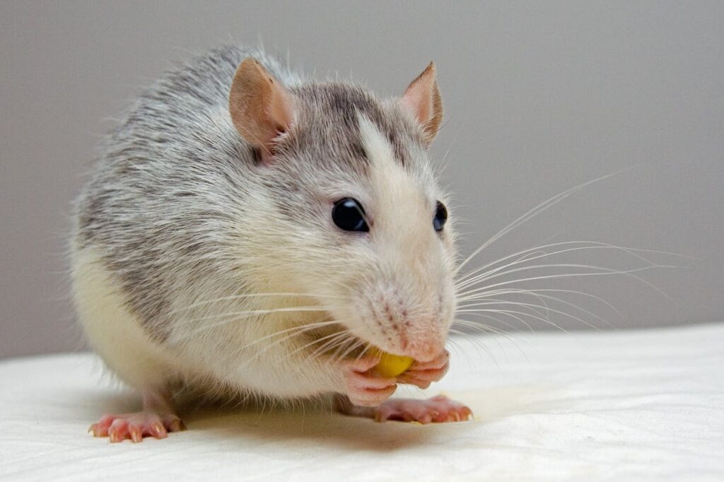 rat-pets-eat-51340-51340.jpg