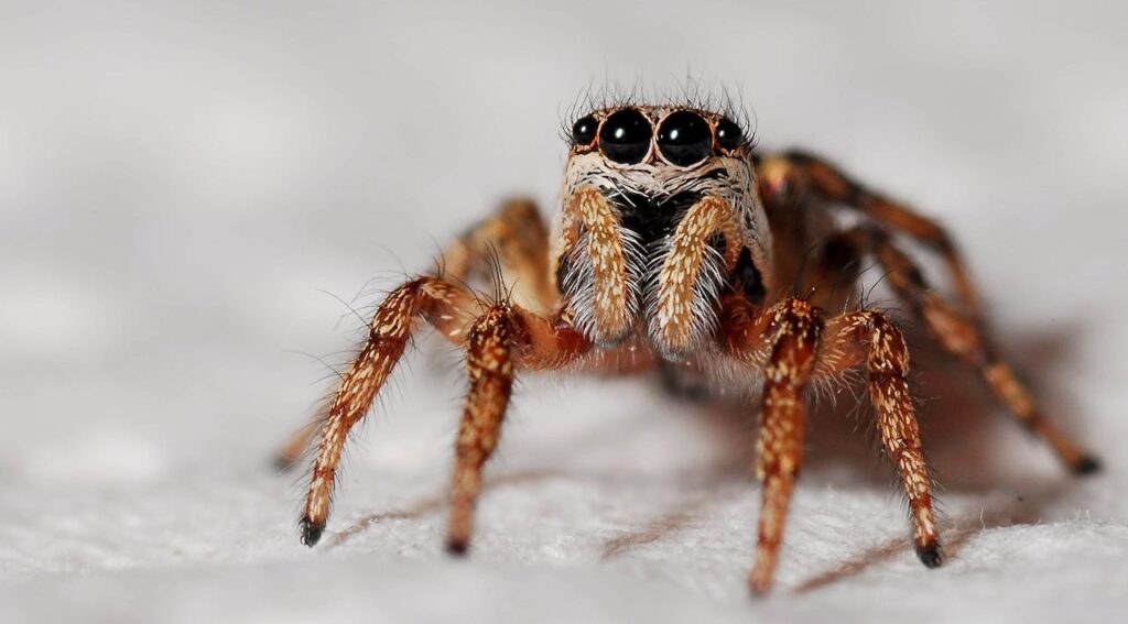 spider-macro-zebra-spider-insect-40795-40795.jpg
