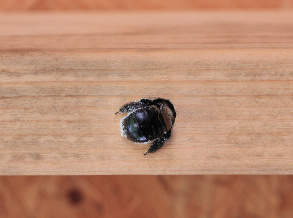 carpenter bee