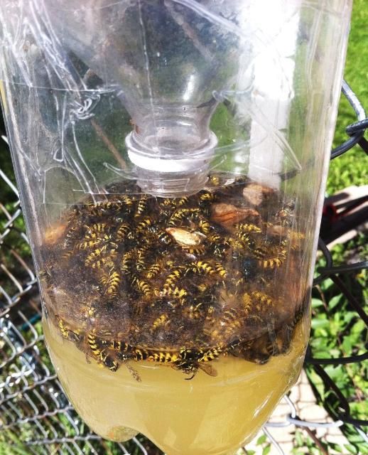 Effective DIY Traps for Common Household Pests Effective DIY Traps for Common Household Pests
